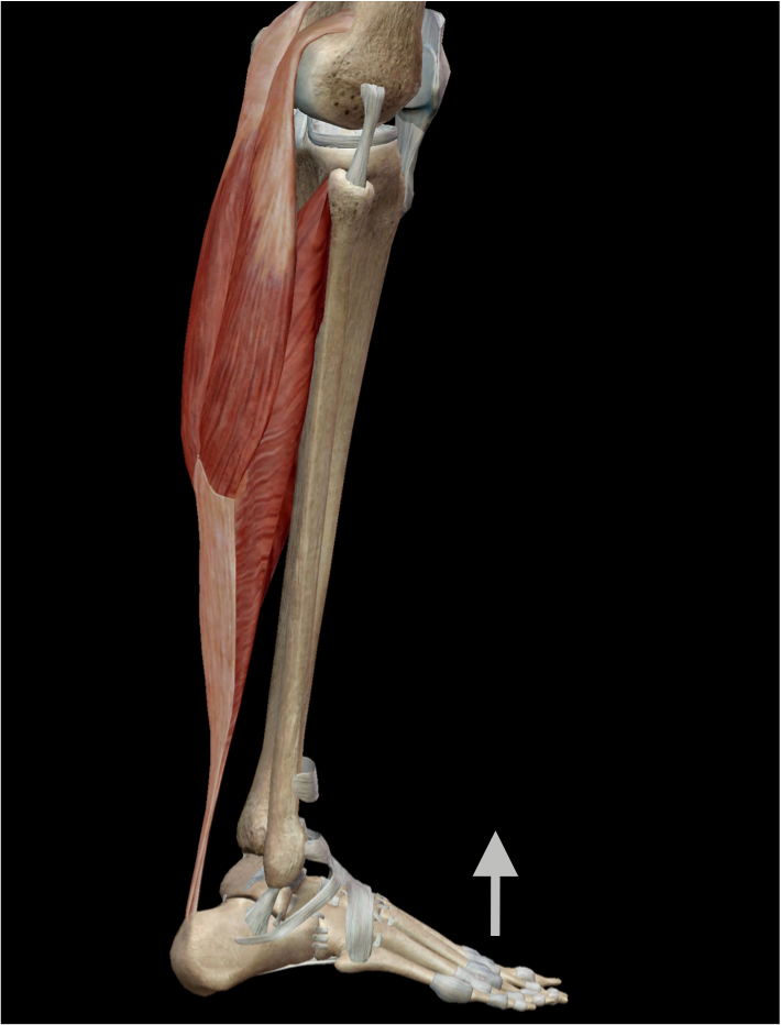 The Importance of Ankle Dorsiflexion • Range Of Motion